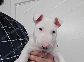 Miniature English bull terrier female