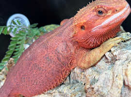 Red bearded dragon & set up (2 years old)
