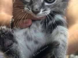 Tabby