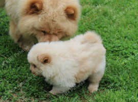READY NOW Outstanding KC chow chow puppies