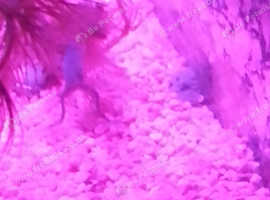2X dwarf African frogs