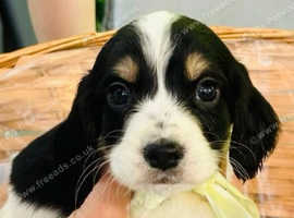 Cocker Spaniel Puppy's