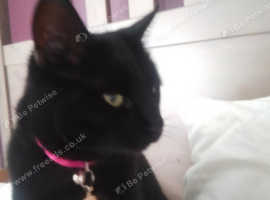 Cat age 5 lola