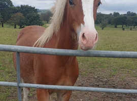 Handsome Chestnut Roan Welsh Section D Gelding