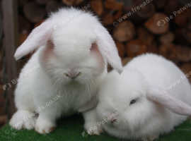 Mini lop baby rabbits ready now