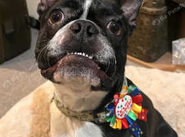 STUD! Not for sale! KC registered Boston for stud