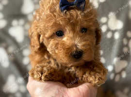 Gorgeous little poodle boy puppy toy small