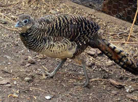 Spare hen (2024) of Lady amherst for sale