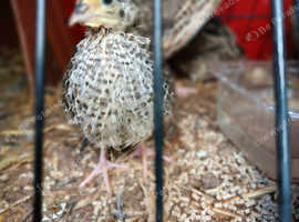 Quails