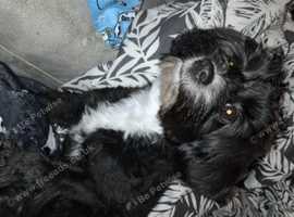 Beautiful pomapoo female