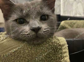 grey girl cat