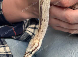 Male Ball python, vivarium  and kit