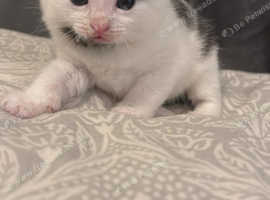Mixed breed kittens