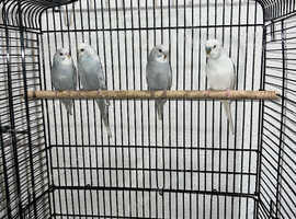 Proven pair of budgies baby budgies and a skin