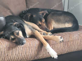 Need urgent rehome