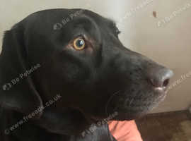 Newfoundland rottweiler mix for hot sale sale