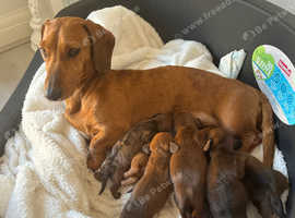 Miniature Dashunds puppy's 6 girls 1 boy bristol