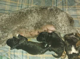Bedlington terrier pups for sale