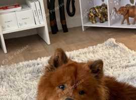 Roxy