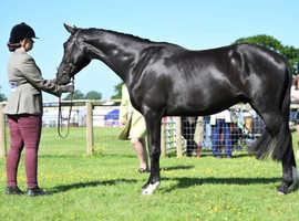 Stunning horse with a bright future