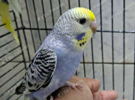 Super silly hand tamed baby budgies for sale