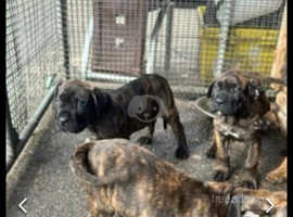 Cane corso x pressa canario pups for sale