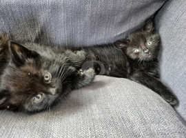 3 beautiful black kittens for sale