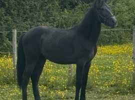Colt yearling for sale
