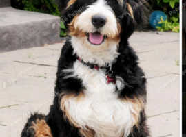 Wanted tri colour bernedoodle  or full Bernese stud