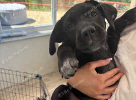 Australian Cattle Dog cross Labrador Puppies