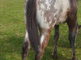 Appy x knabstrubber filly compoto breed to do any job