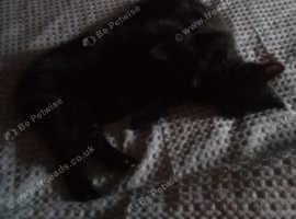 Kitten needs home