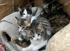 Kittens