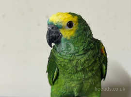 Blue fronted Amazon + cage