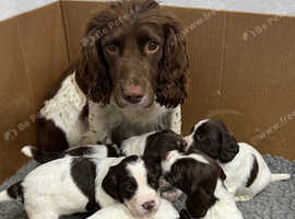 English springer spaniel puppies