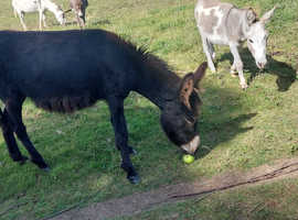 Meet Penny part minature donkey