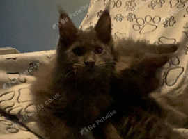 Blue smoke Maine Coon boy