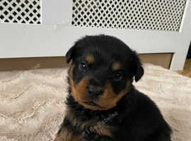 Rottweiler puppies hot sale for rehoming