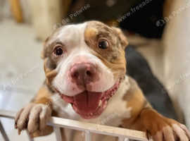 Mearl pocket bully