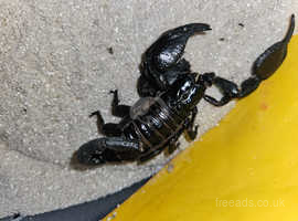 Asian Blue forest scorpion