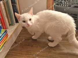 White cat