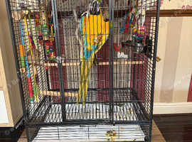 19month old macaw for sale