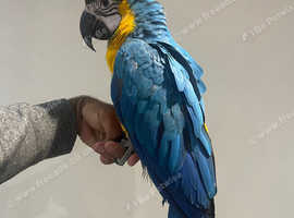 Friendly Baby Handreared Silly Tame Cuddly Blue & Gold Macaw Parrot,18