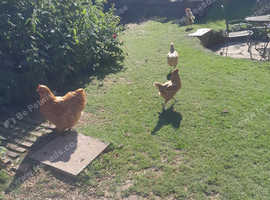 2 x Brown Bovan/Rhode island hens