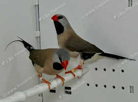 Beautiful Hecks Grass Finches for sale