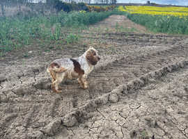 Cocker spaniel