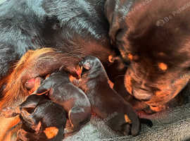 Rottweiler puppies