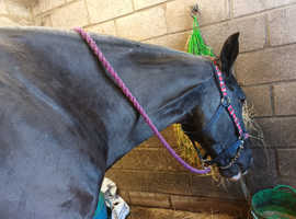 Irish sports  horse
