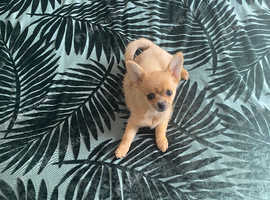 Pomchi puppy girl for sale