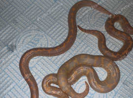 Kenyans sand boas for sale various Essex